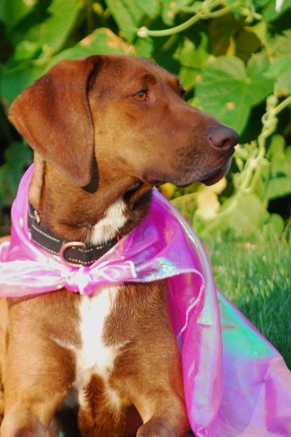 Charlie, a Adoptable mixed breed in Lewiston, ID image 6/6