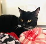 Enlarge Doe Doe, a Adopted Domestic Short Hair in Skowhegan, ME image 1/1