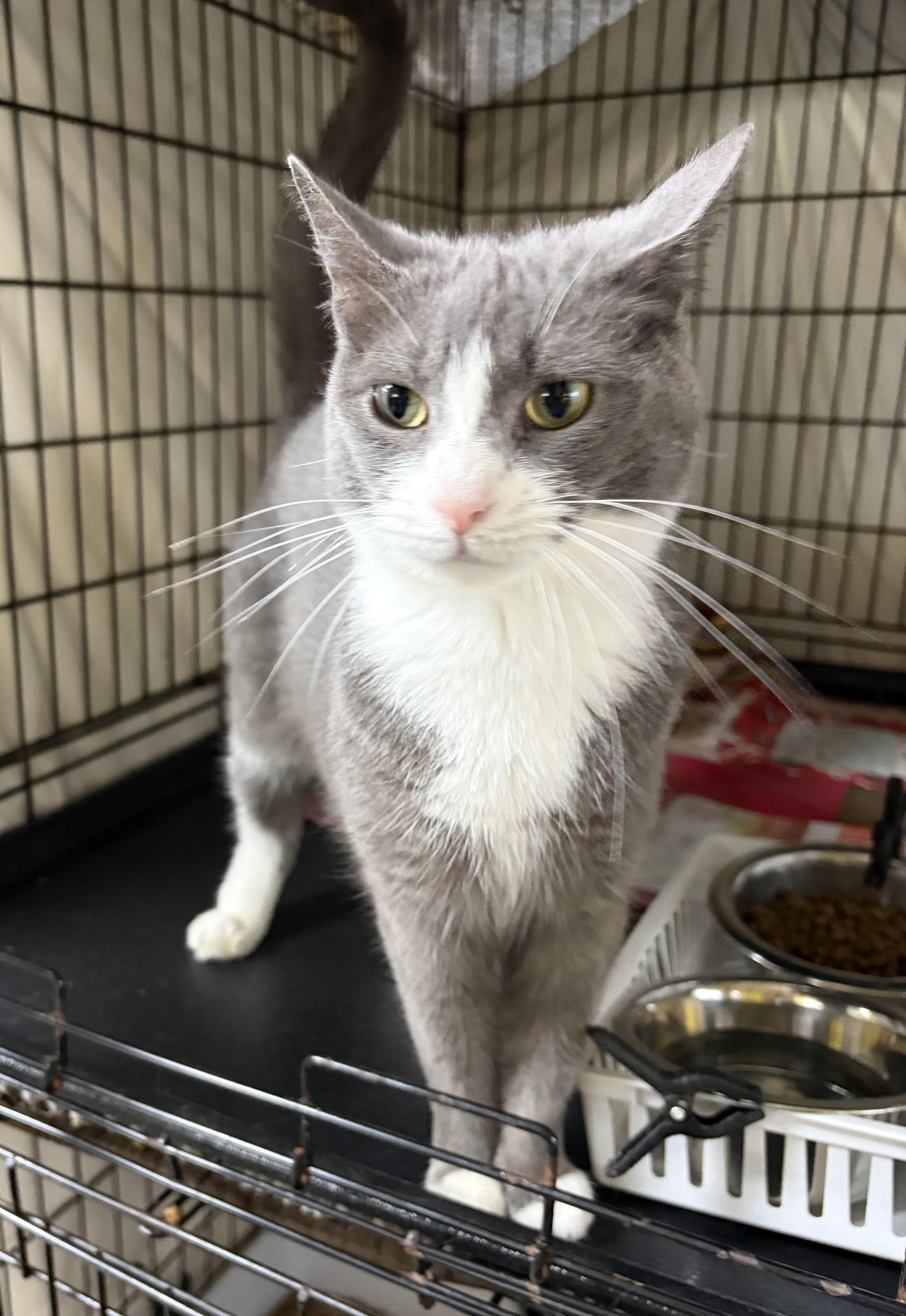 Ada, a Adoptable Domestic Short Hair in Cortland, NY image 1/2