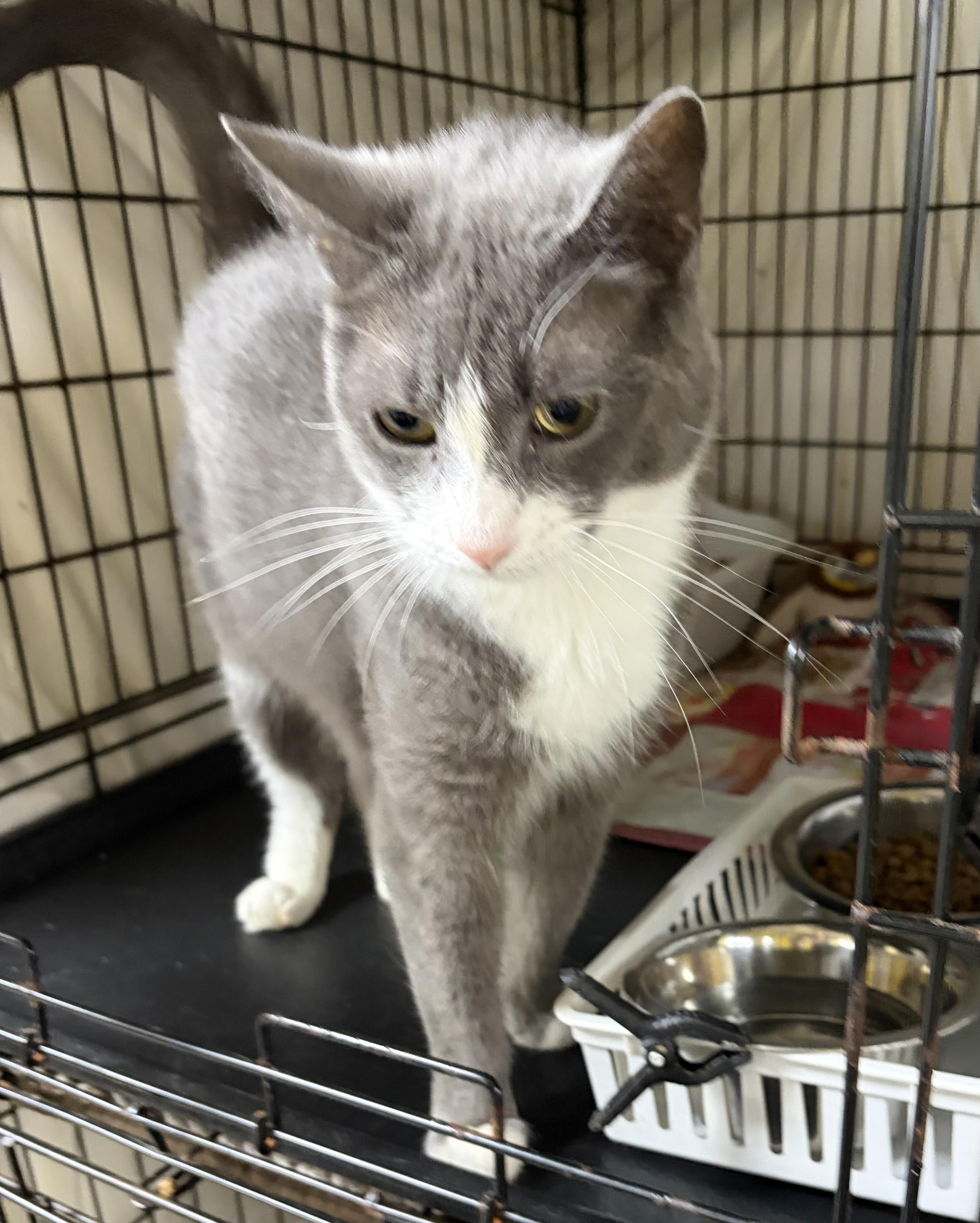 Ada, a Adoptable Domestic Short Hair in Cortland, NY image 2/2