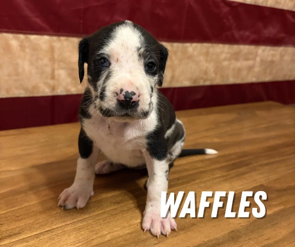 Waffles, ADOPTABLE, Puppy Female Mixed Breed.