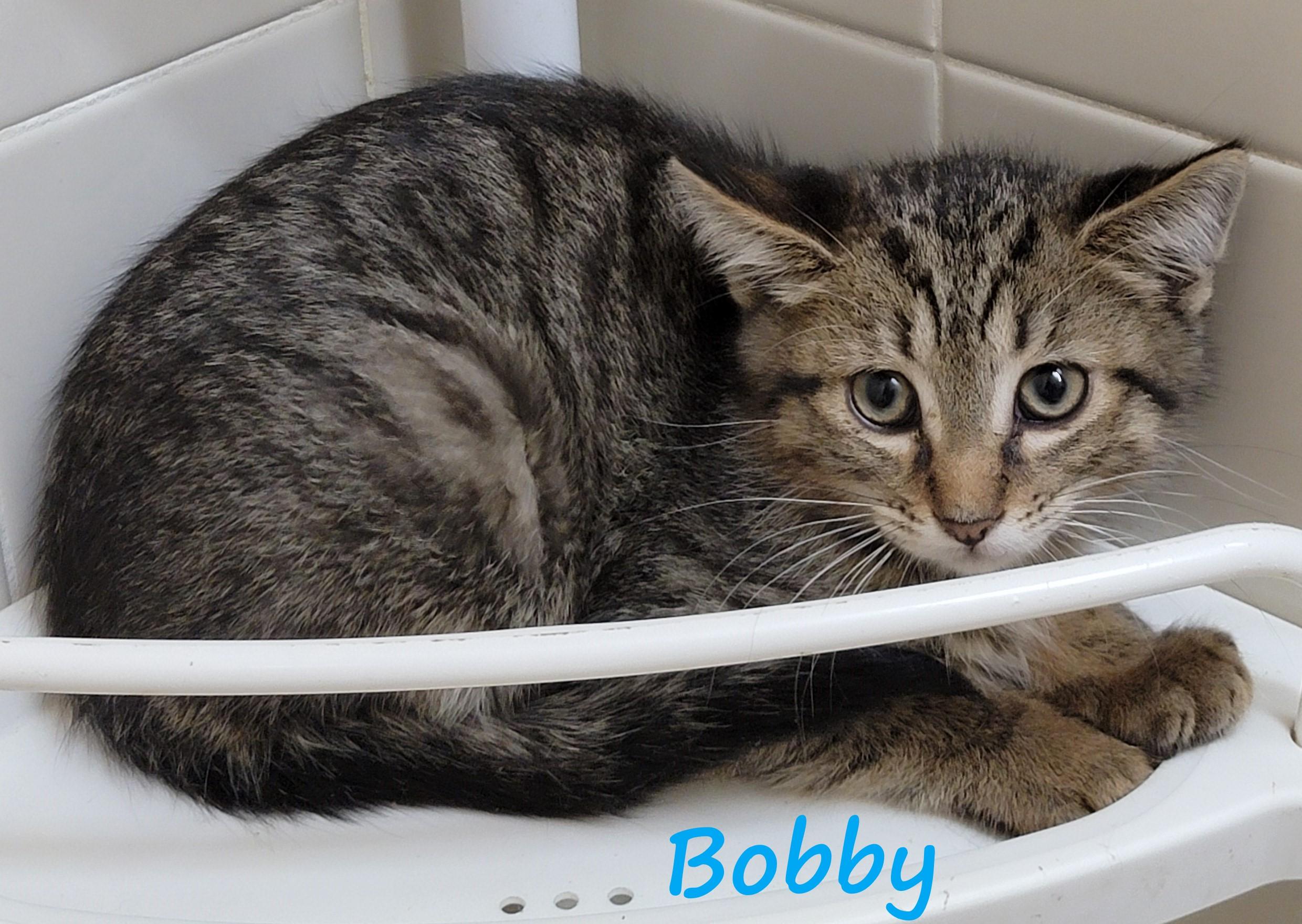 Bobby Butterfly