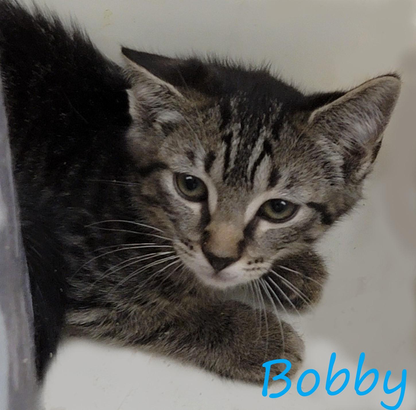 Bobby Butterfly