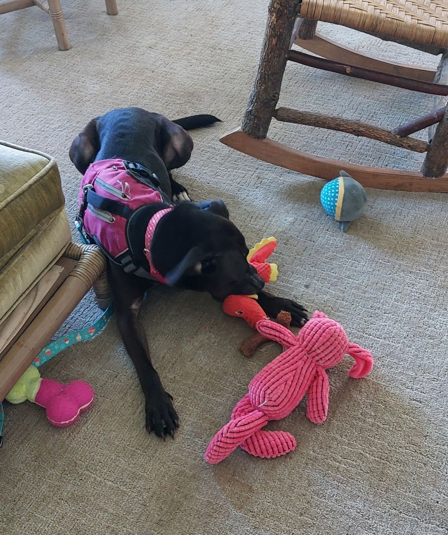 GLORIA, a Adoptable mixed breed in Broadalbin, NY image 1/12