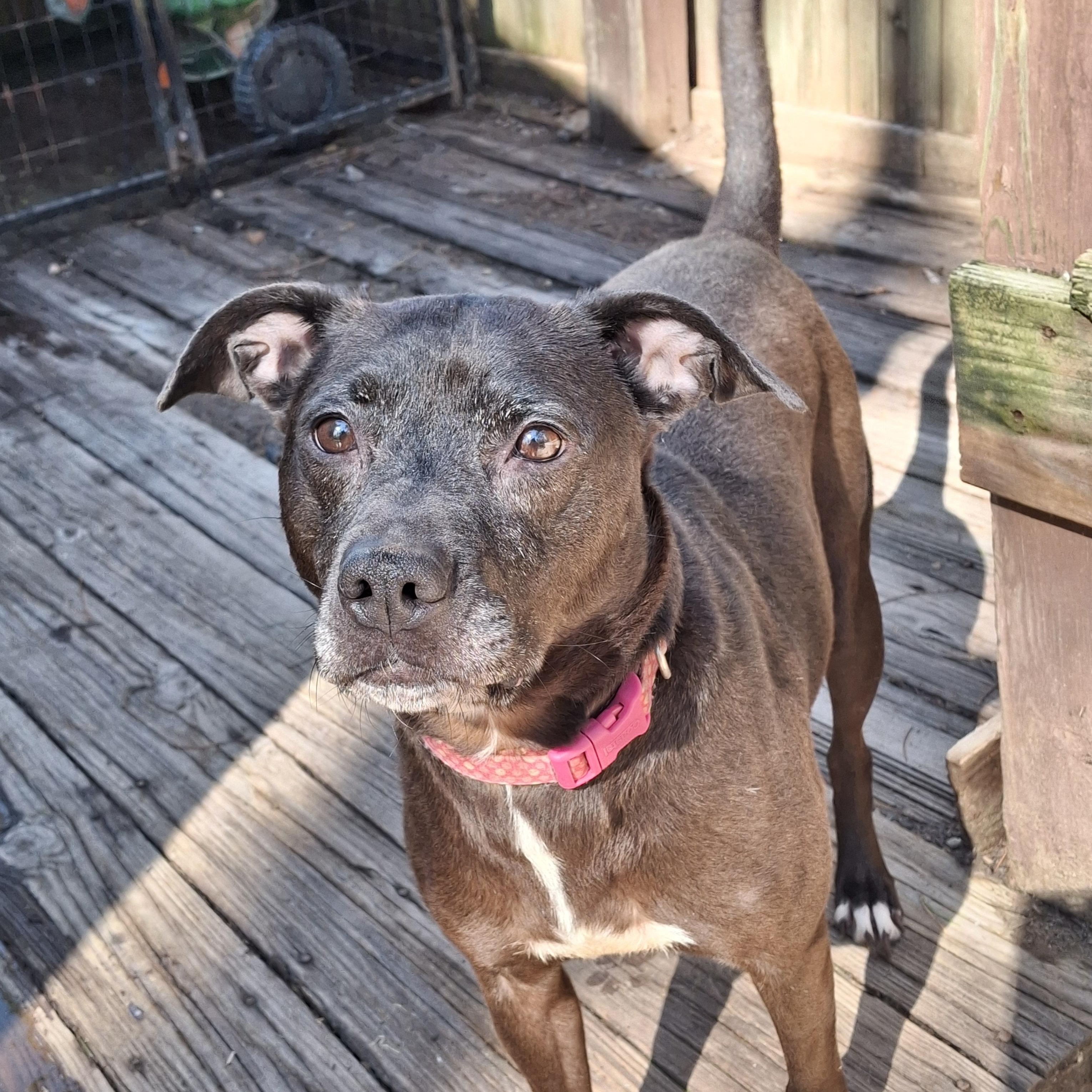 GLORIA, Adoptable, Adult Female Mixed Breed.