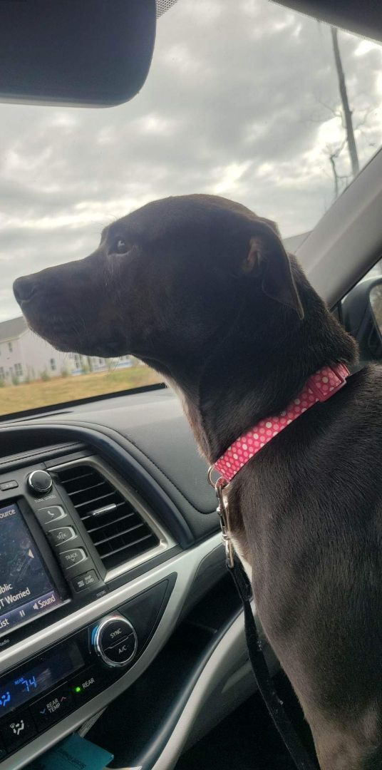 GLORIA, a Adoptable mixed breed in Broadalbin, NY image 3/12