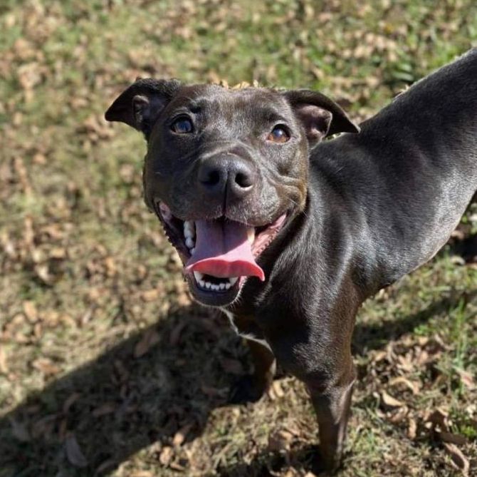 GLORIA, a Adoptable mixed breed in Broadalbin, NY image 4/12