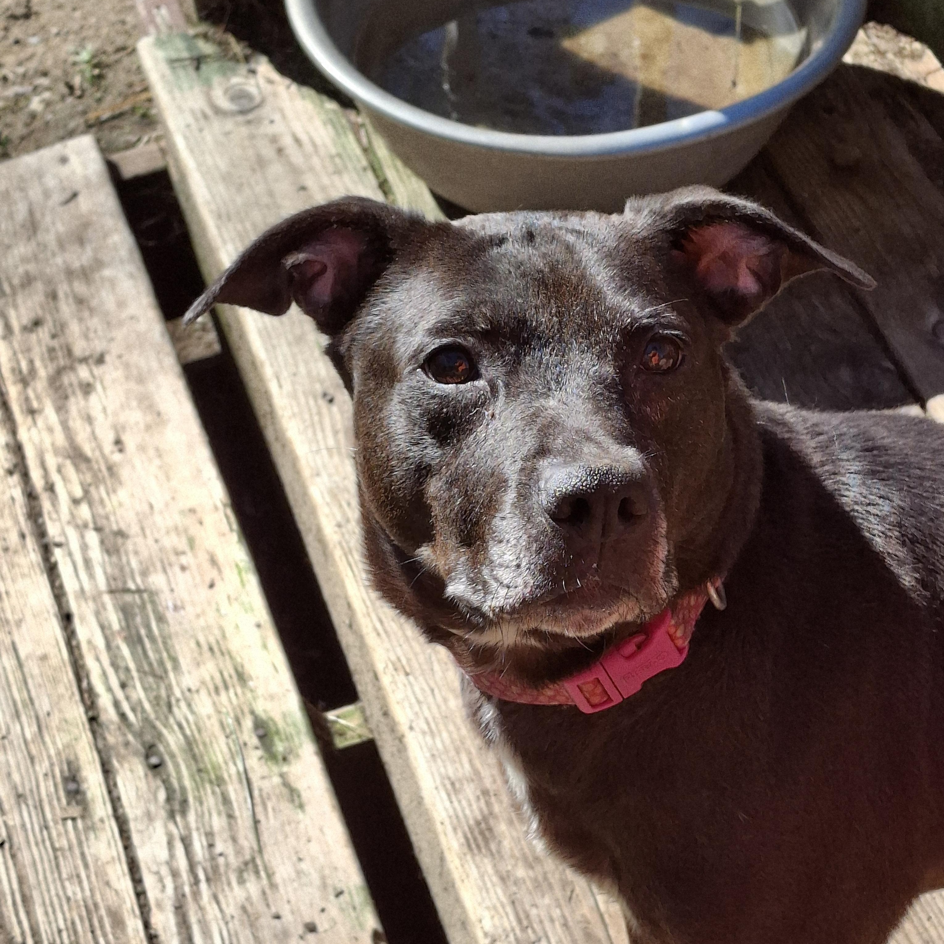 GLORIA, a Adoptable mixed breed in Broadalbin, NY image 6/6