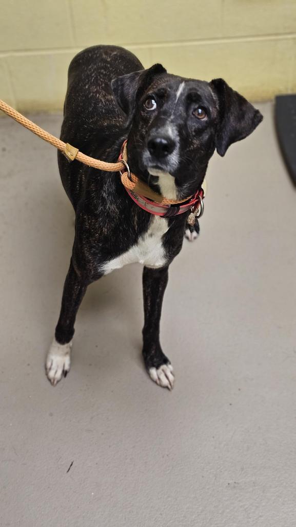 Enlarge DIXIE, a Adoptable Hound in Crossville, TN image 1/2