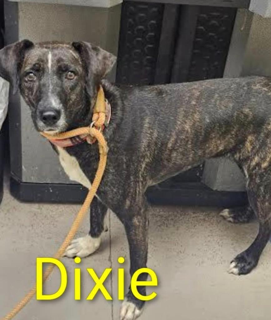Enlarge DIXIE, a Adoptable Hound in Crossville, TN image 2/2