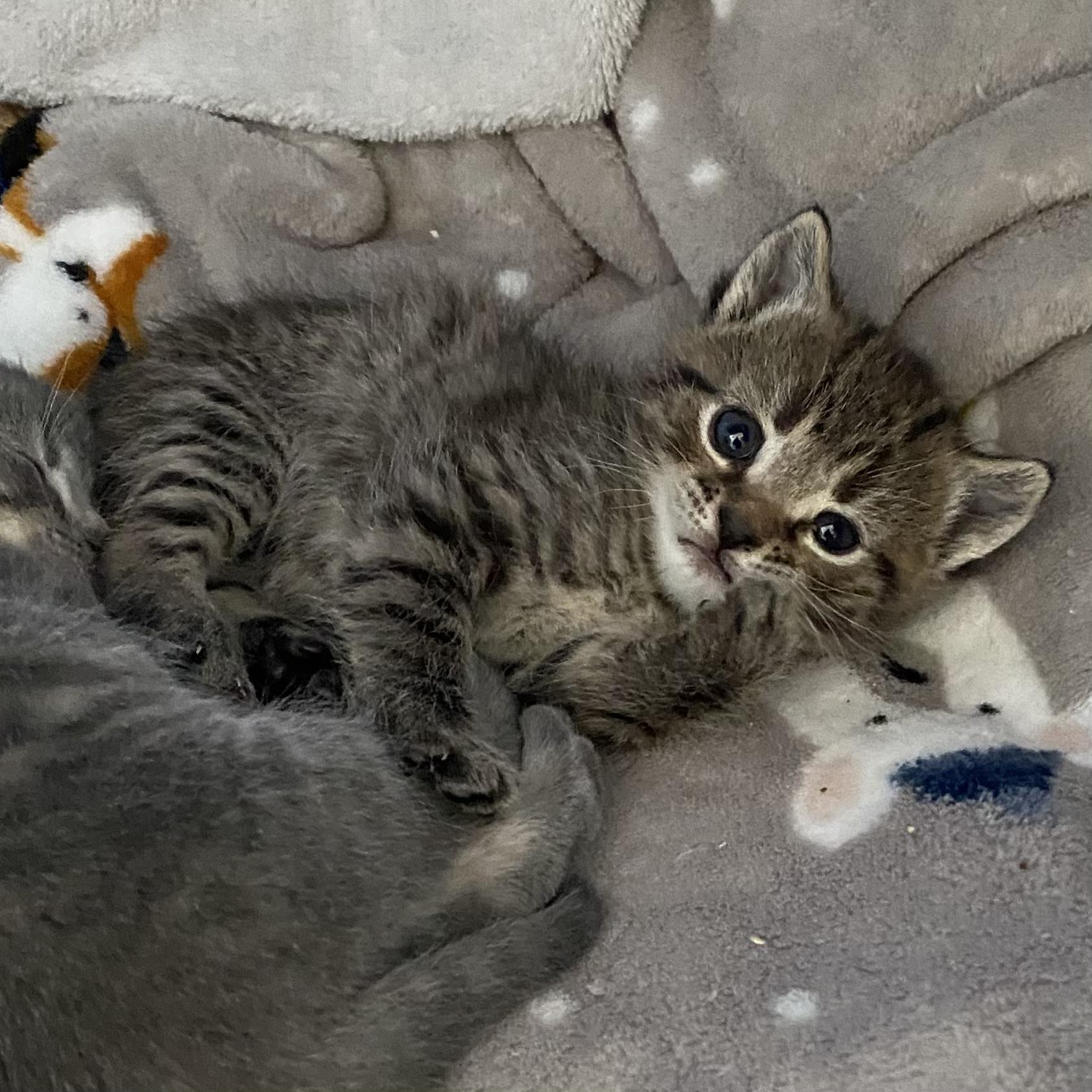 Enlarge Willow, an adopted Tabby in Stanstead, QC image 1/3