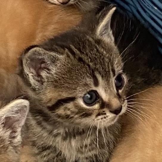 Enlarge Willow, an adopted Tabby in Stanstead, QC image 2/3