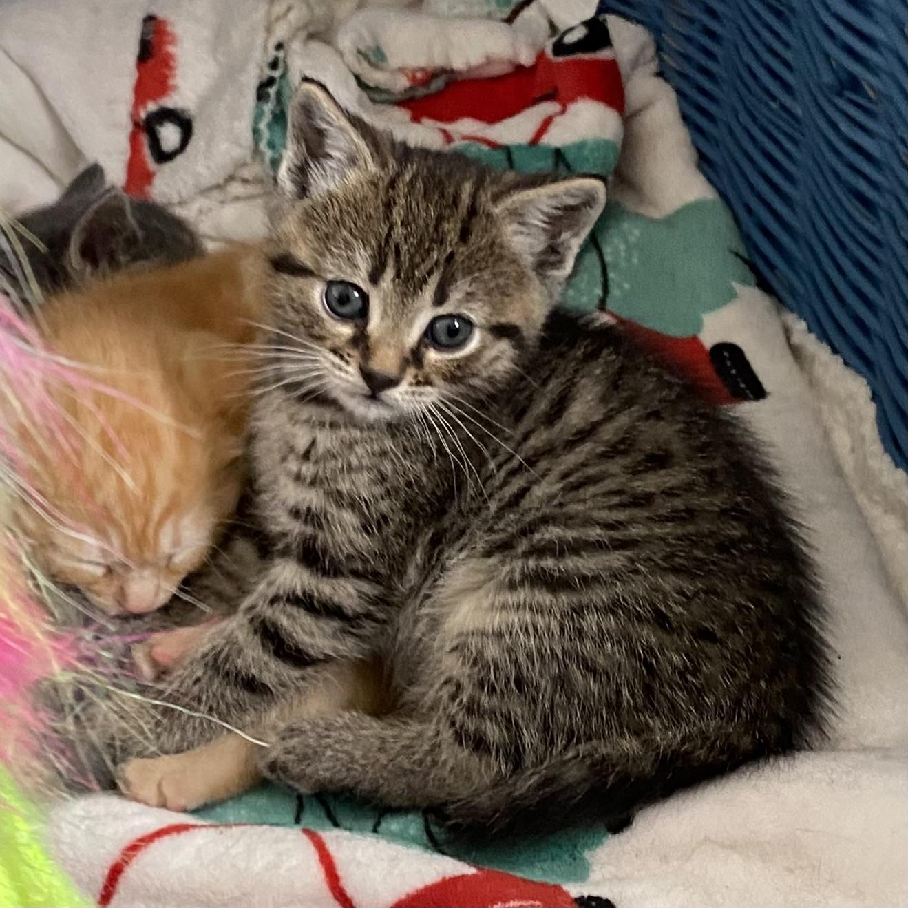 Enlarge Willow, an adopted Tabby in Stanstead, QC image 3/3