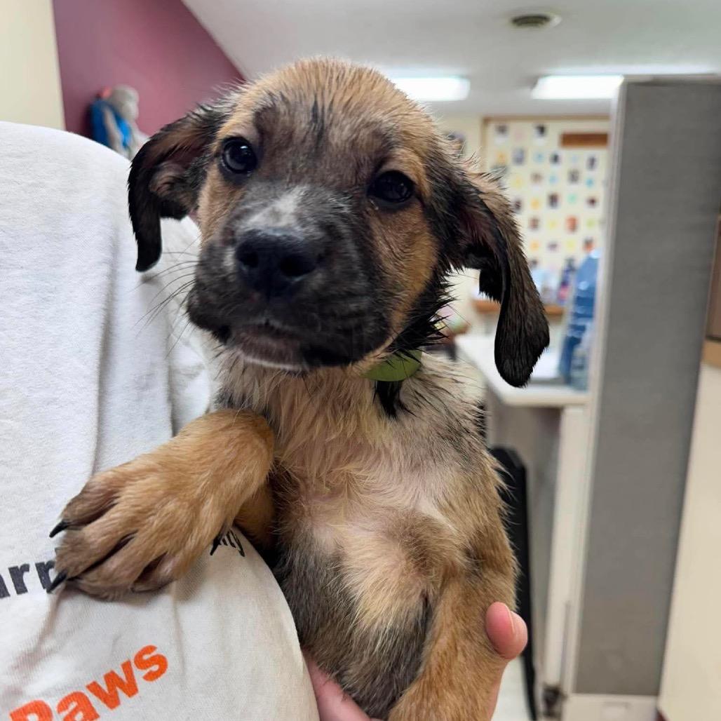 Wrasse, Adoptable, Puppy Male Mixed Breed.