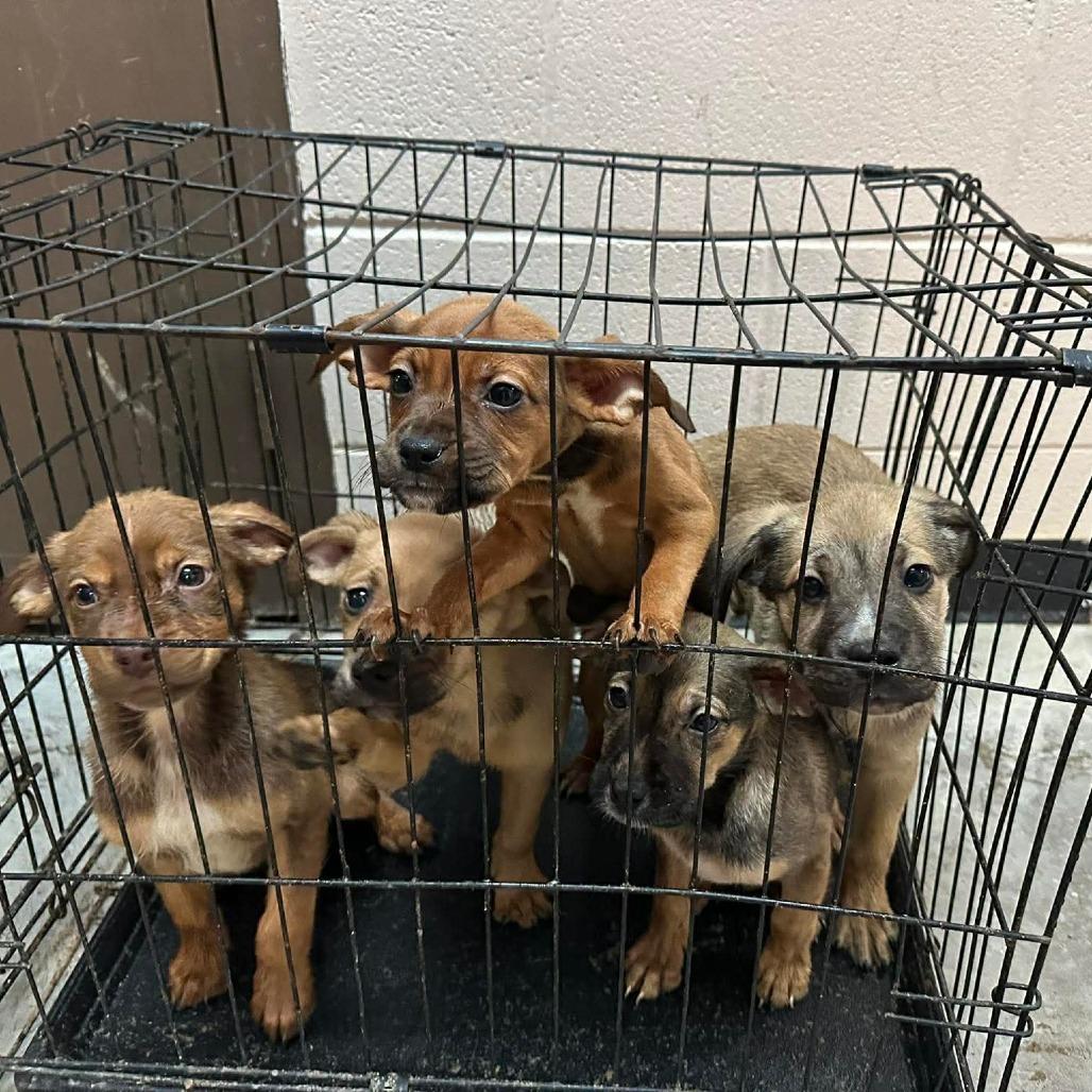 Enlarge Wrasse, a Adoptable Mixed Breed in Shinnston, WV image 2/2
