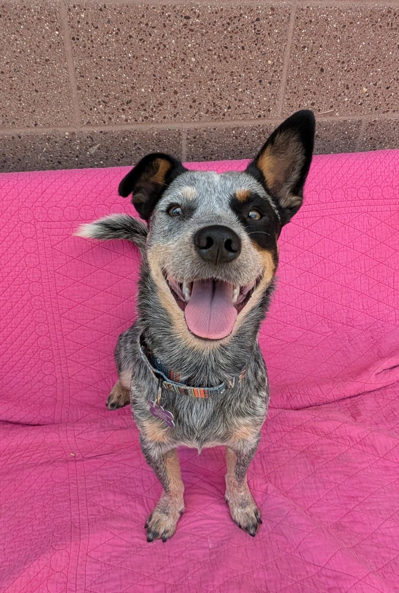 Rascal, Adopted, Adult Male Cattle Dog.