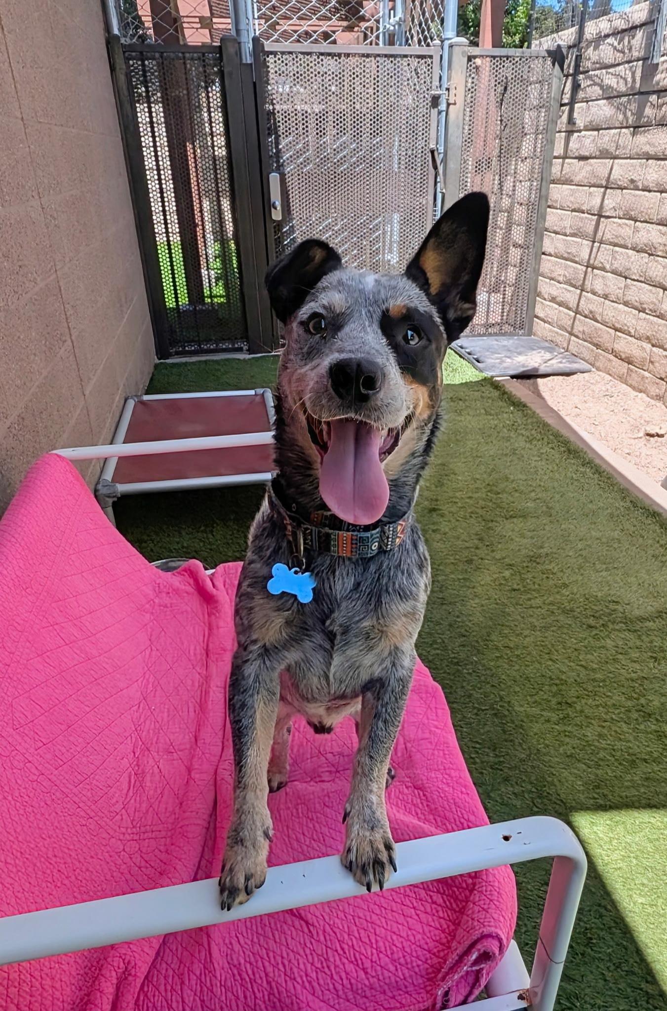 Enlarge Rascal, a Adopted Cattle Dog in Coronado, CA image 2/6