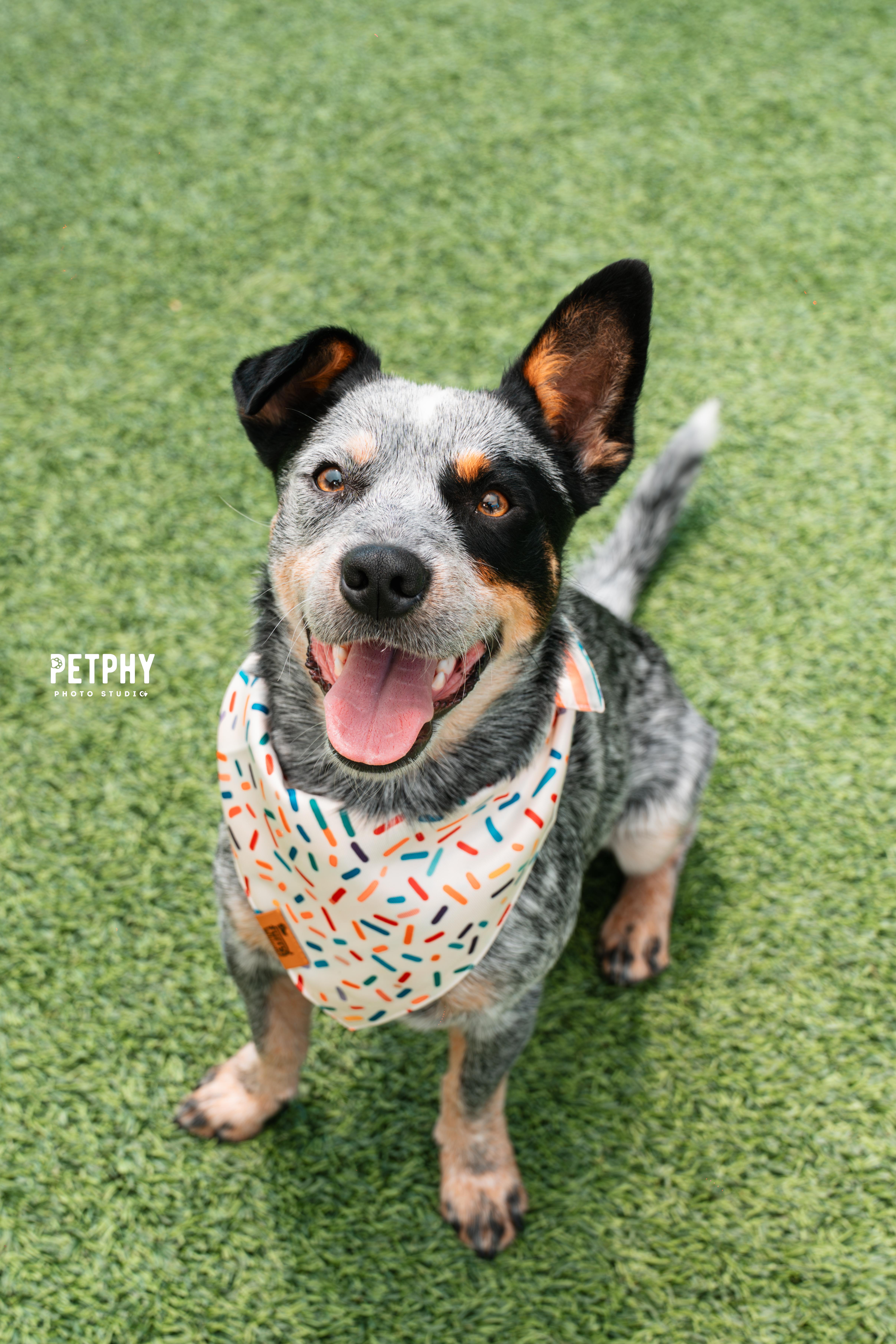 Enlarge Rascal, a Adopted Cattle Dog in Coronado, CA image 3/6