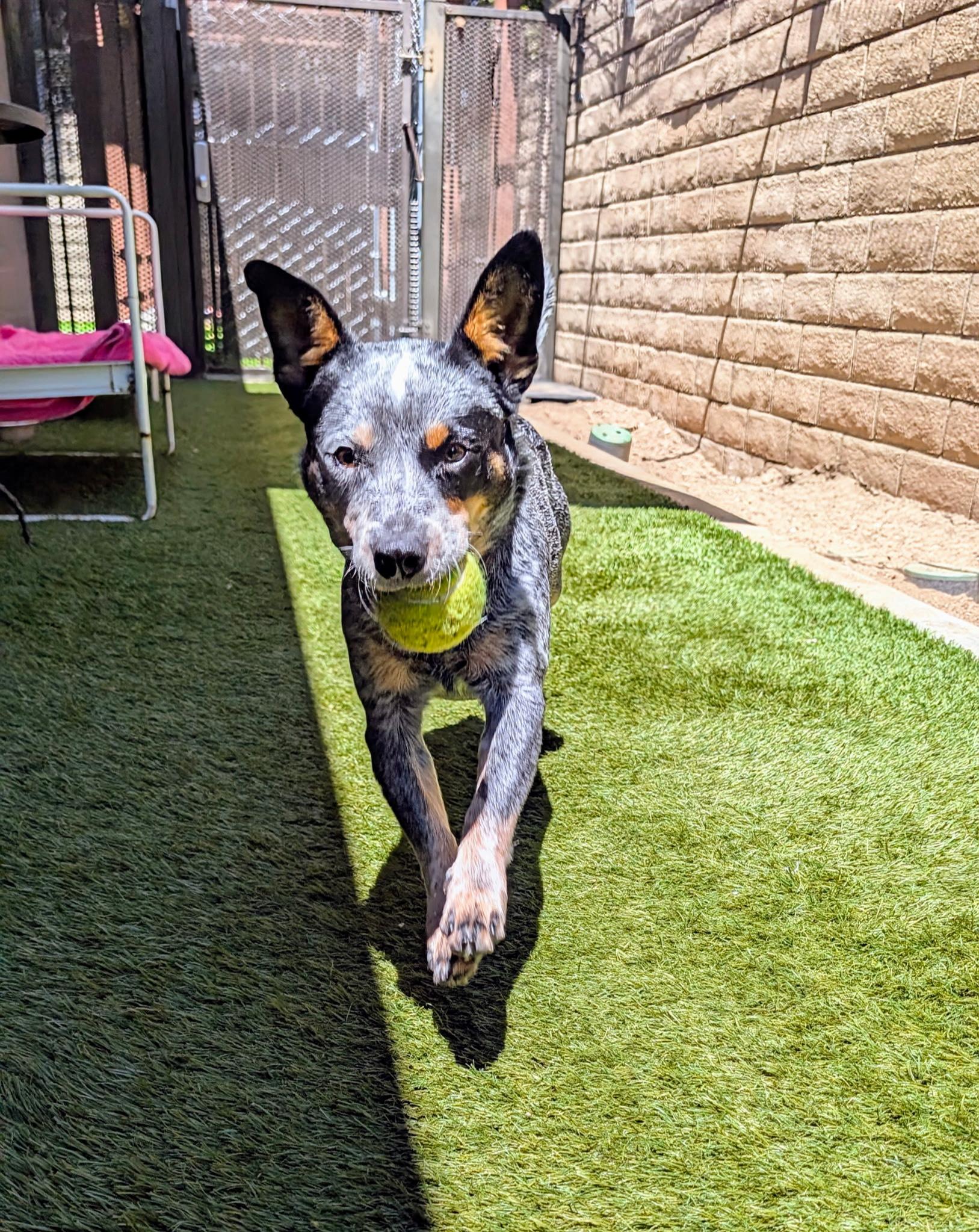 Enlarge Rascal, a Adopted Cattle Dog in Coronado, CA image 4/6