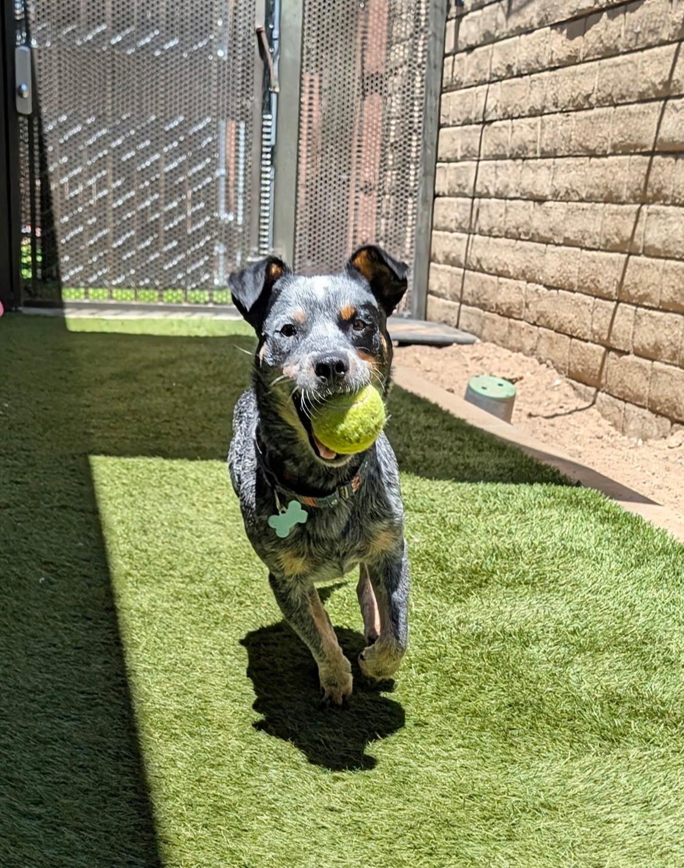 Enlarge Rascal, a Adopted Cattle Dog in Coronado, CA image 5/6