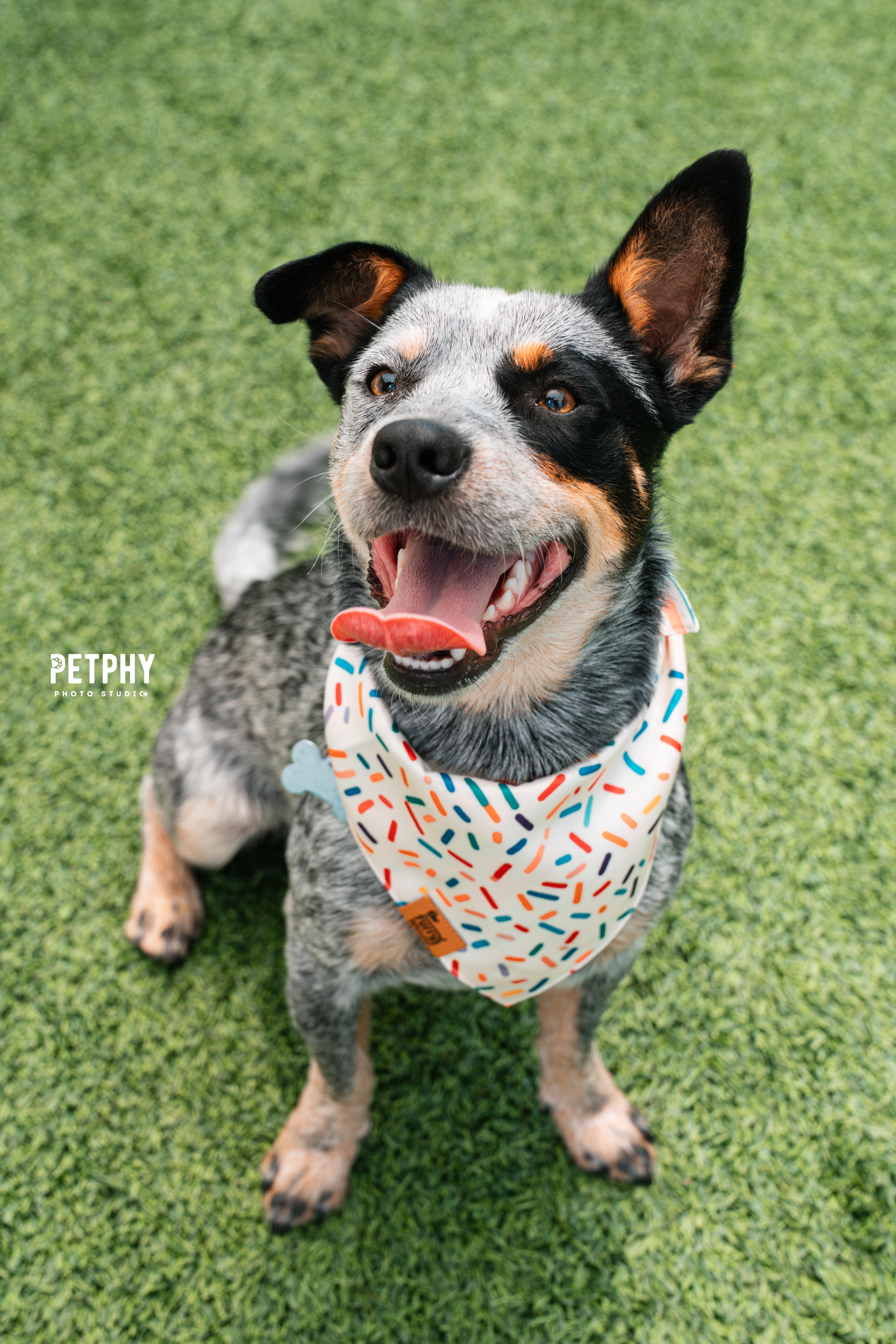 Enlarge Rascal, a Adopted Cattle Dog in Coronado, CA image 6/6