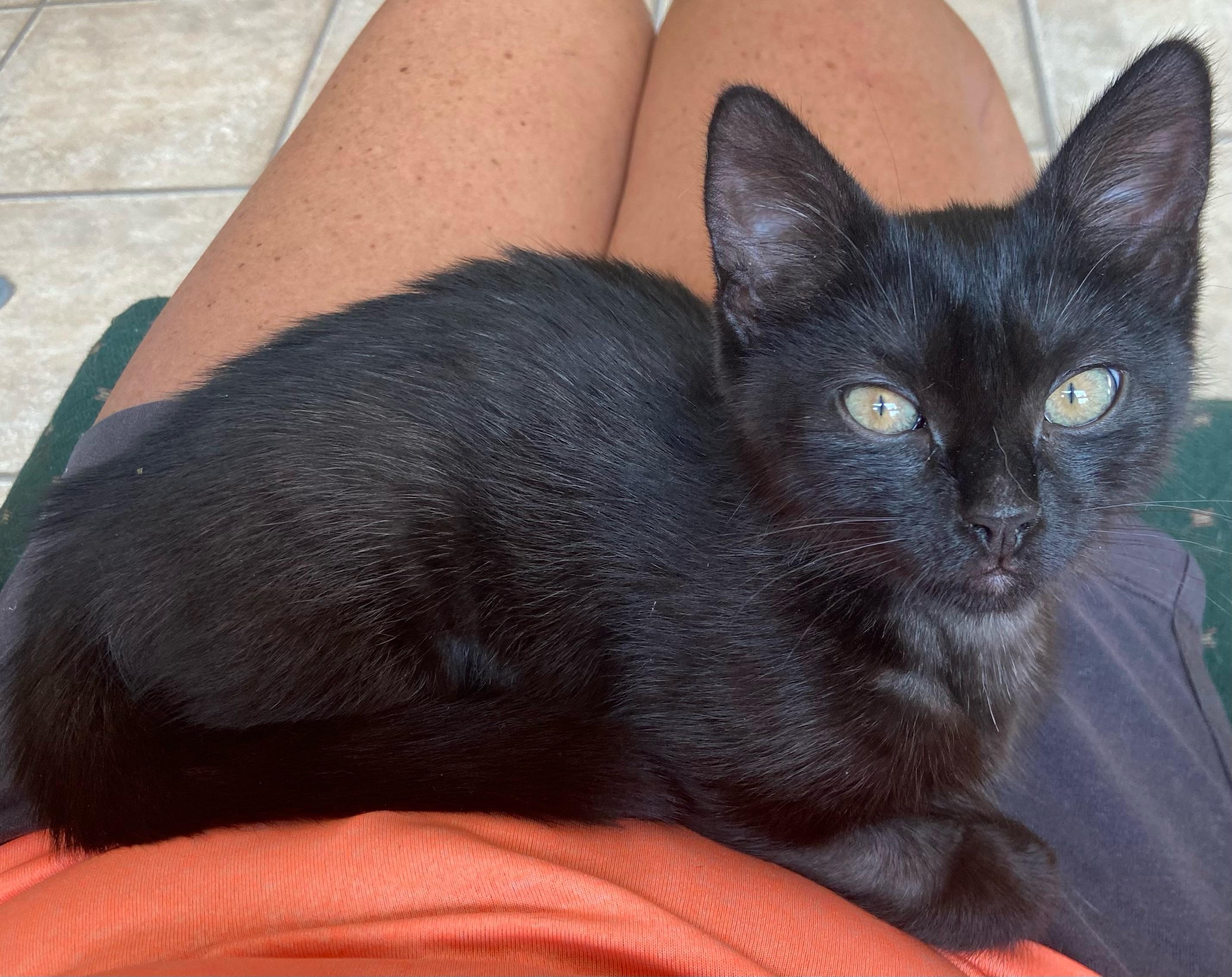 Pepper, an adoptable Domestic Medium Hair in Topsham, ME, 04086 | Photo Image 1