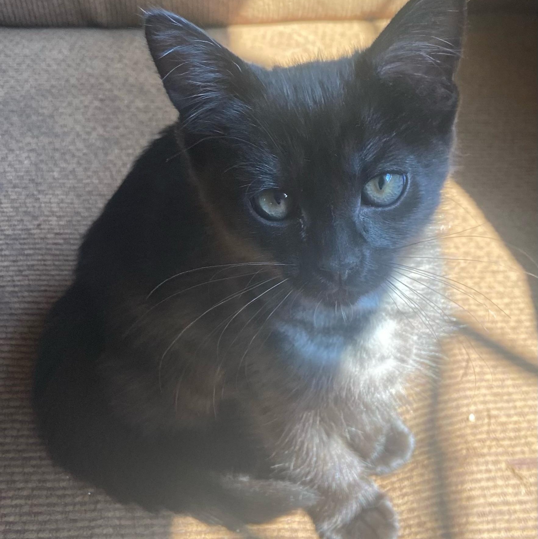 Pepper, an adoptable Domestic Medium Hair in Topsham, ME, 04086 | Photo Image 2