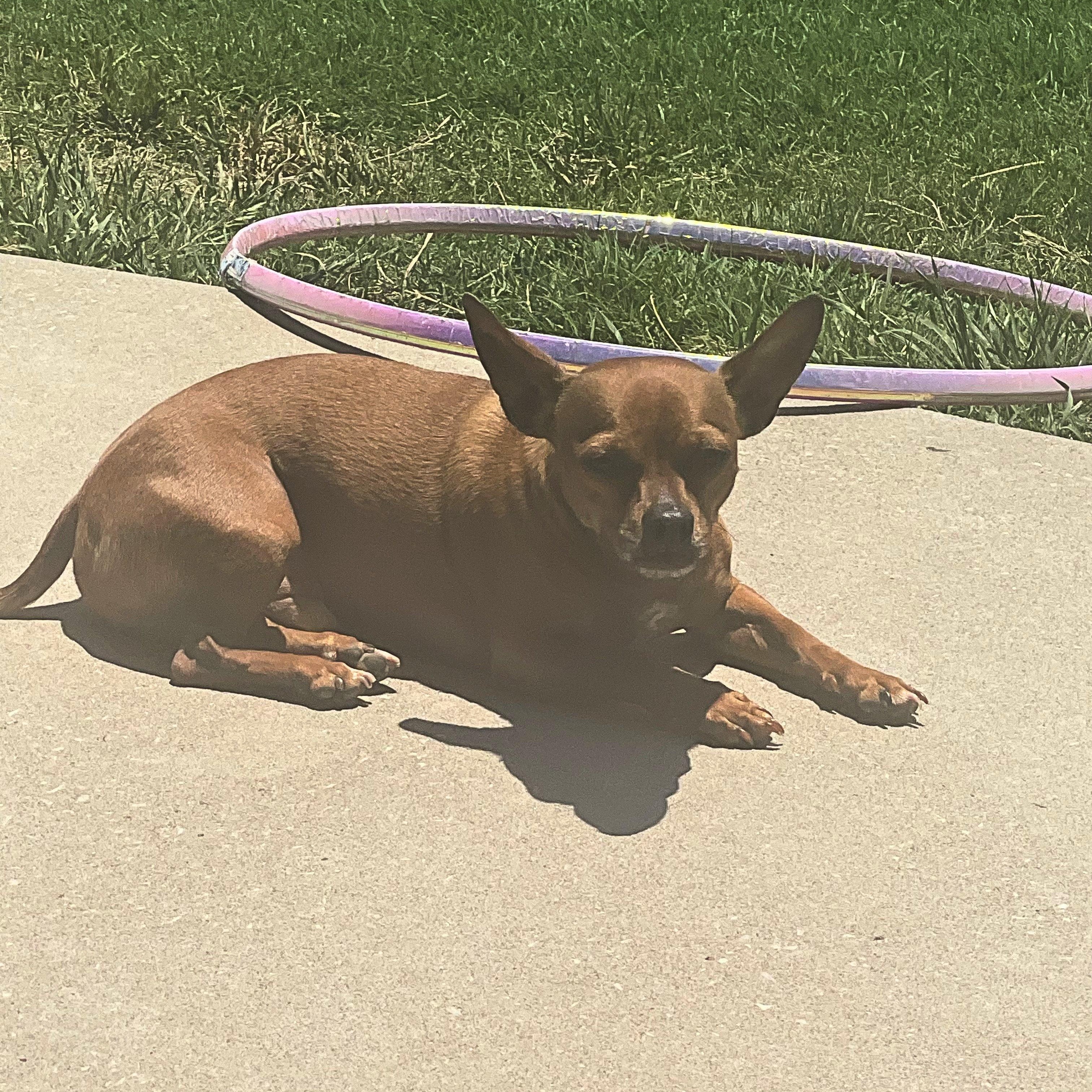 Enlarge Ziggy, a Adoptable mixed breed in Chatham, NJ image 5/5