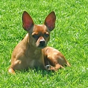 Enlarge Ziggy, a Adoptable mixed breed in Chatham, NJ image 4/5