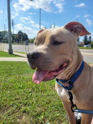 Autumn, Adopted, Adult Female Mixed Breed.