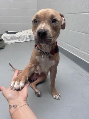 Enlarge Autumn, a Adopted Mixed Breed in Toronto, ON image 2/4