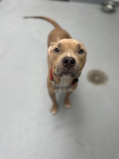 Enlarge Autumn, a Adopted Mixed Breed in Toronto, ON image 4/4