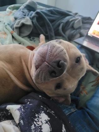 Enlarge Autumn, a Adopted Mixed Breed in Toronto, ON image 3/4