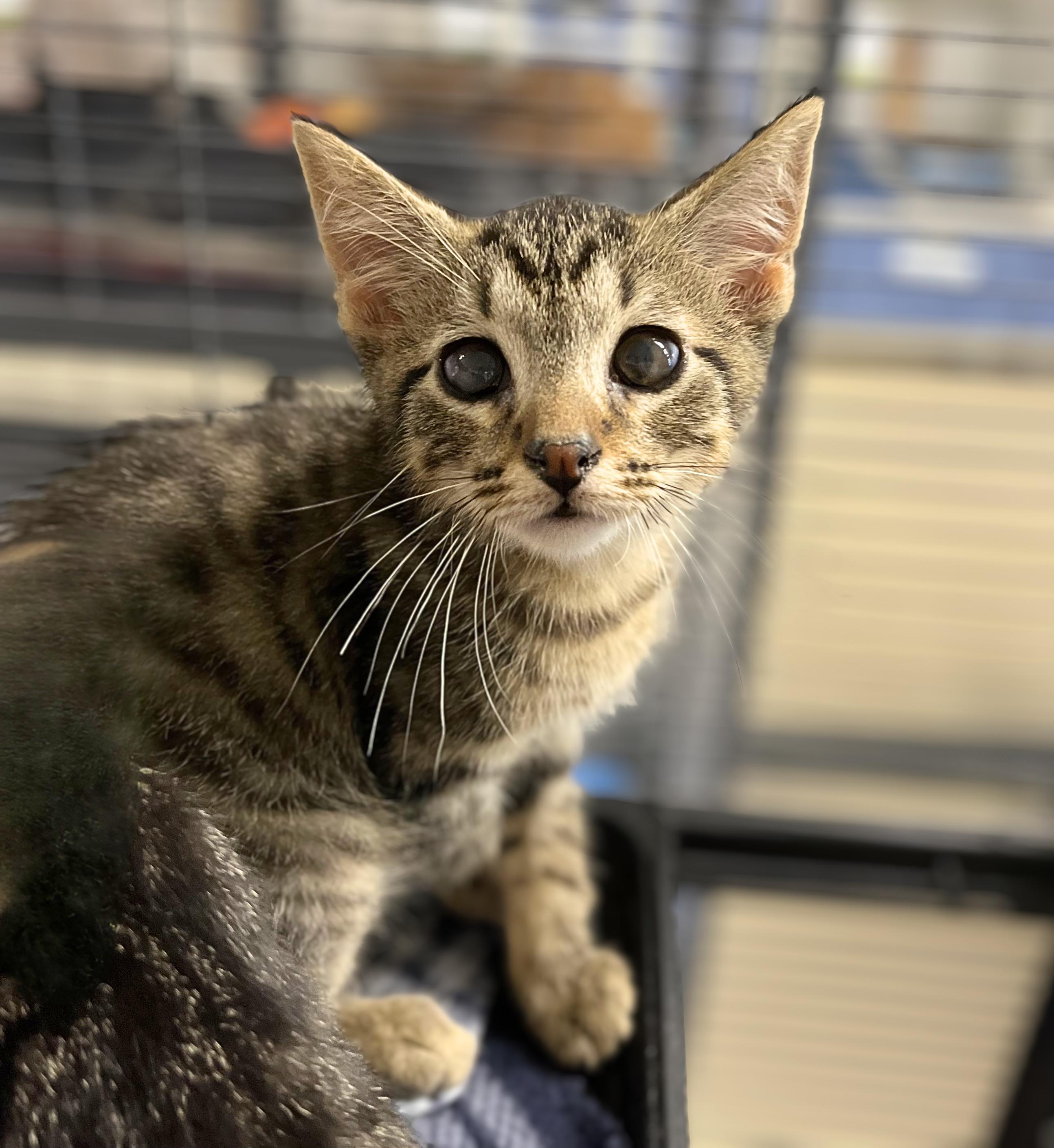 Enlarge Shire, an adoptable Domestic Short Hair in Seville, OH image 1/1