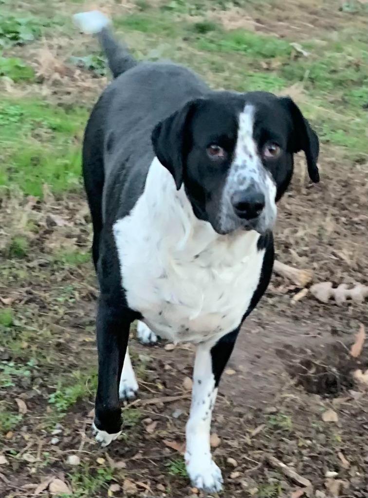 Flora, Adoptable, Adult Female Mixed Breed.