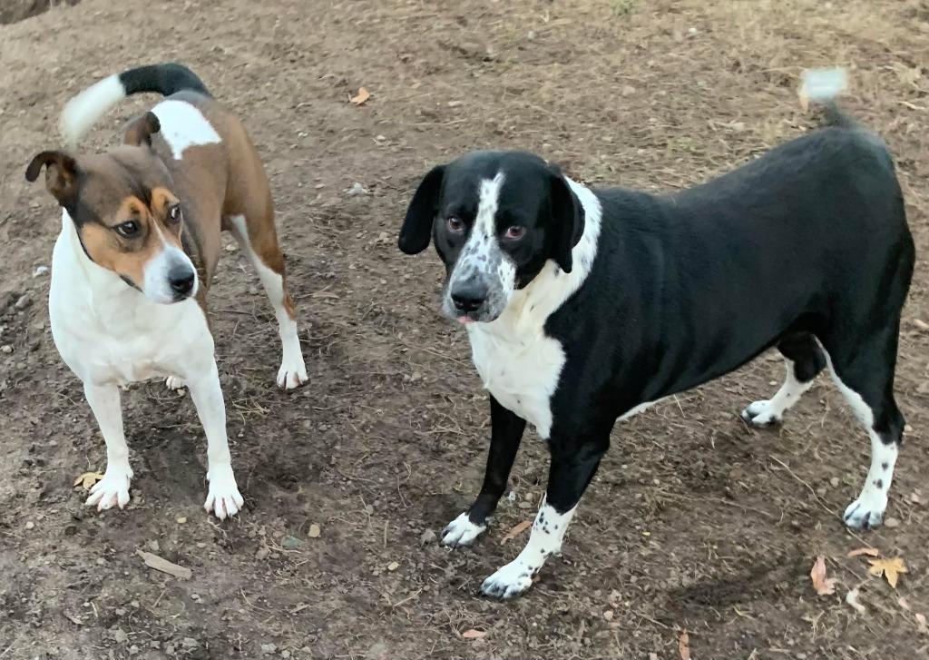 Flora, Adoptable, Adult Female Mixed Breed.