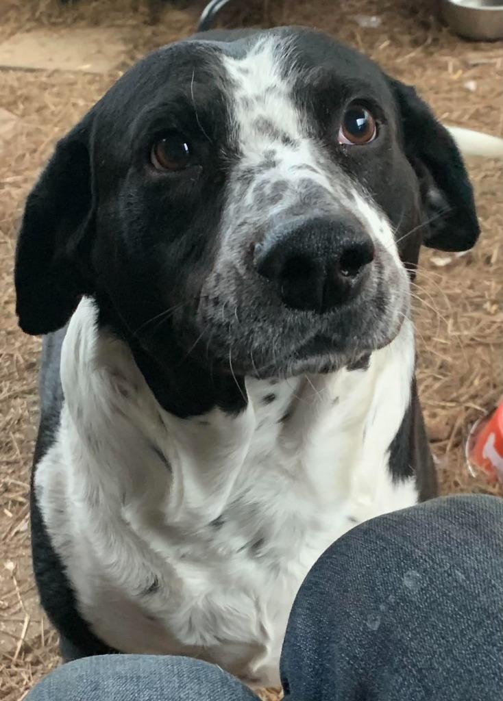 Flora, a Adoptable mixed breed in Fond Du Lac, WI image 2/5