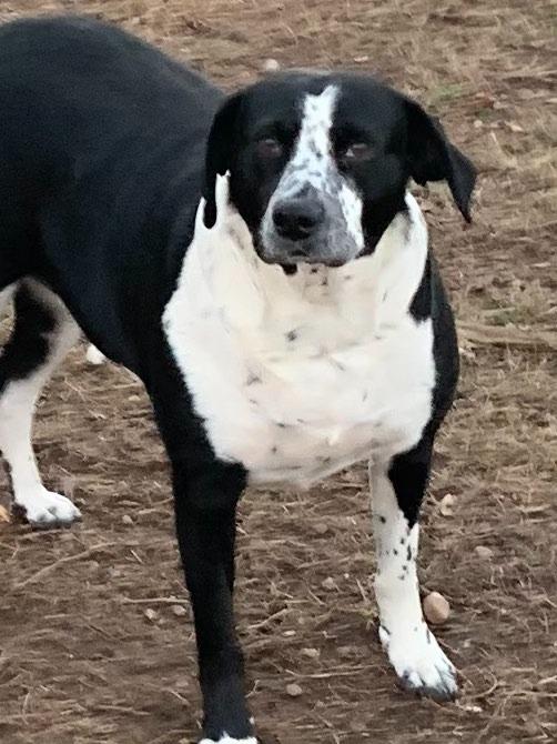 Flora, a Adoptable mixed breed in Fond Du Lac, WI image 3/5