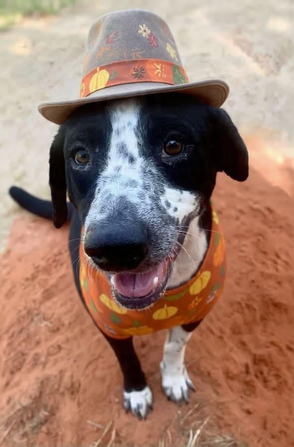 Flora, a Adoptable mixed breed in Fond Du Lac, WI image 4/5