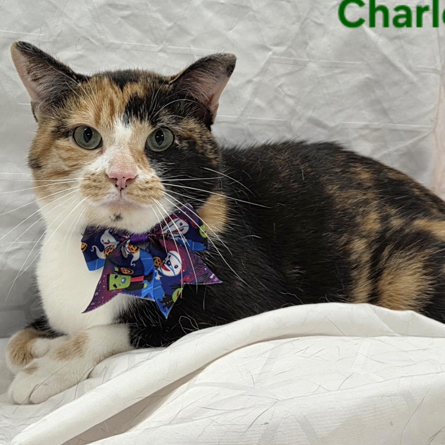Enlarge Charlotte, a Adoptable Domestic Short Hair in Whitewater, WI image 3/3