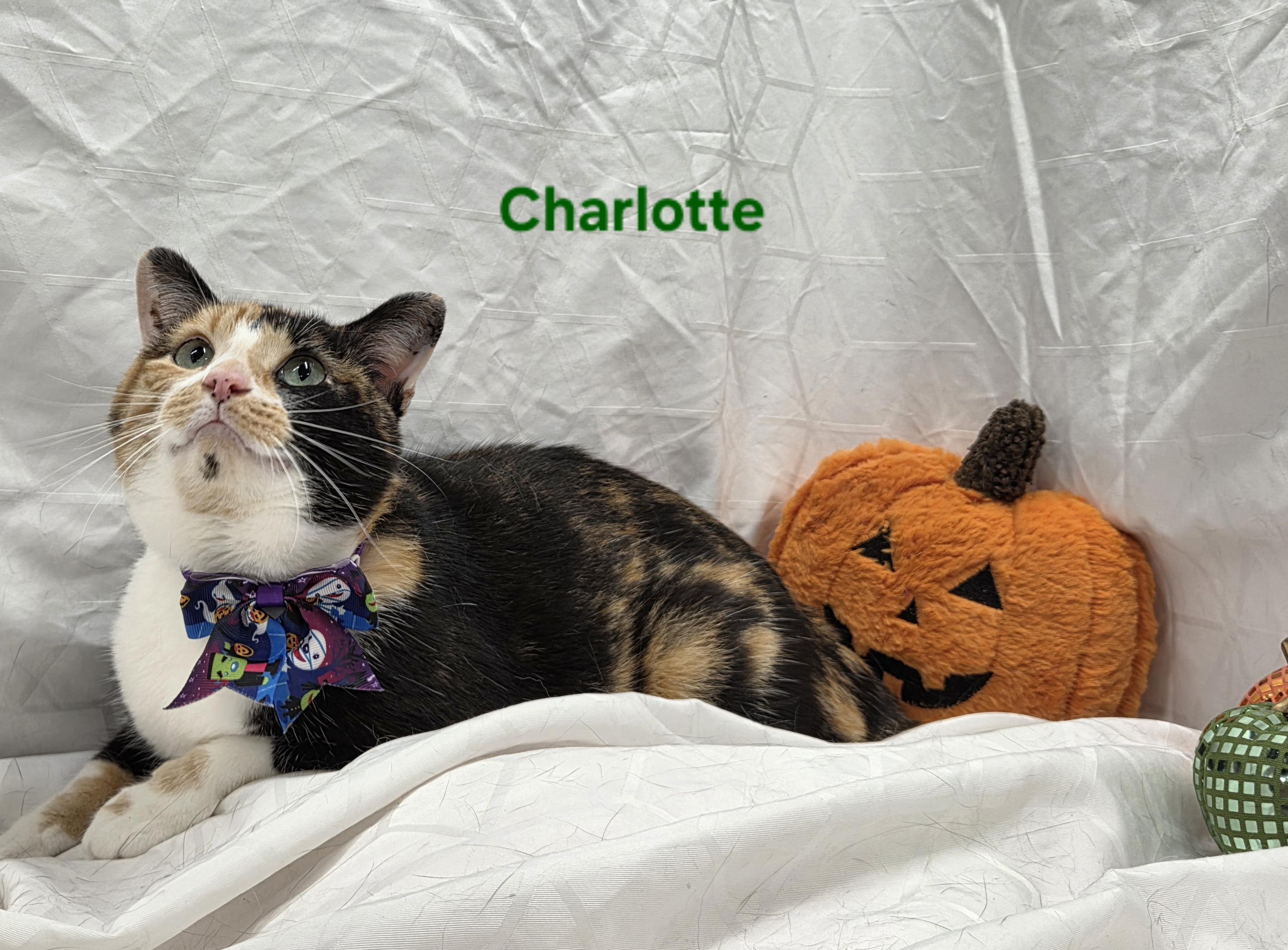Enlarge Charlotte, a Adoptable Domestic Short Hair in Whitewater, WI image 2/3