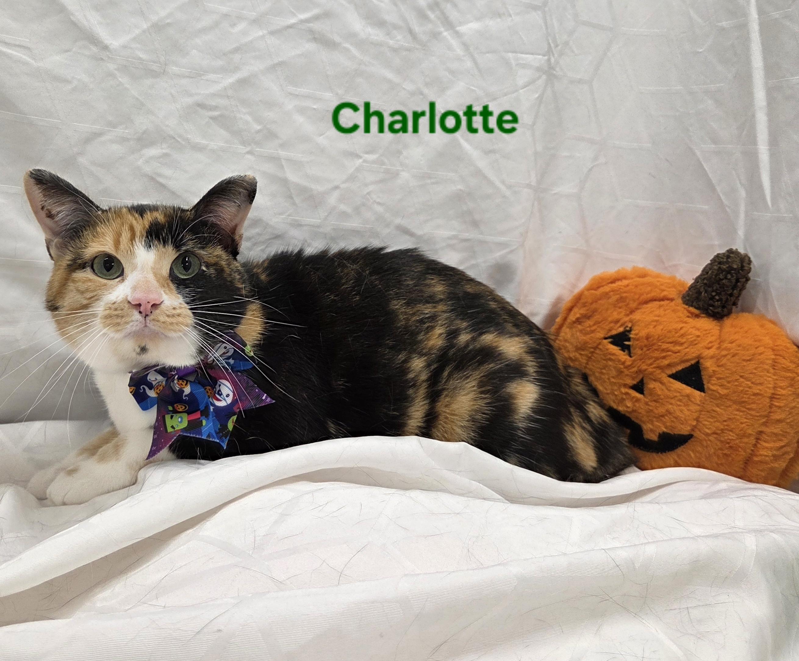 Charlotte, Adoptable, Young Female Domestic Short Hair.