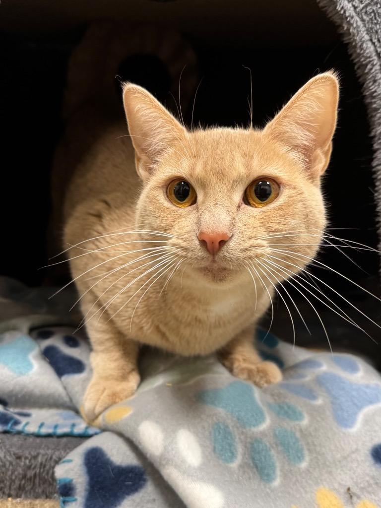 Johanna, Adoptable, Young Female American Shorthair.