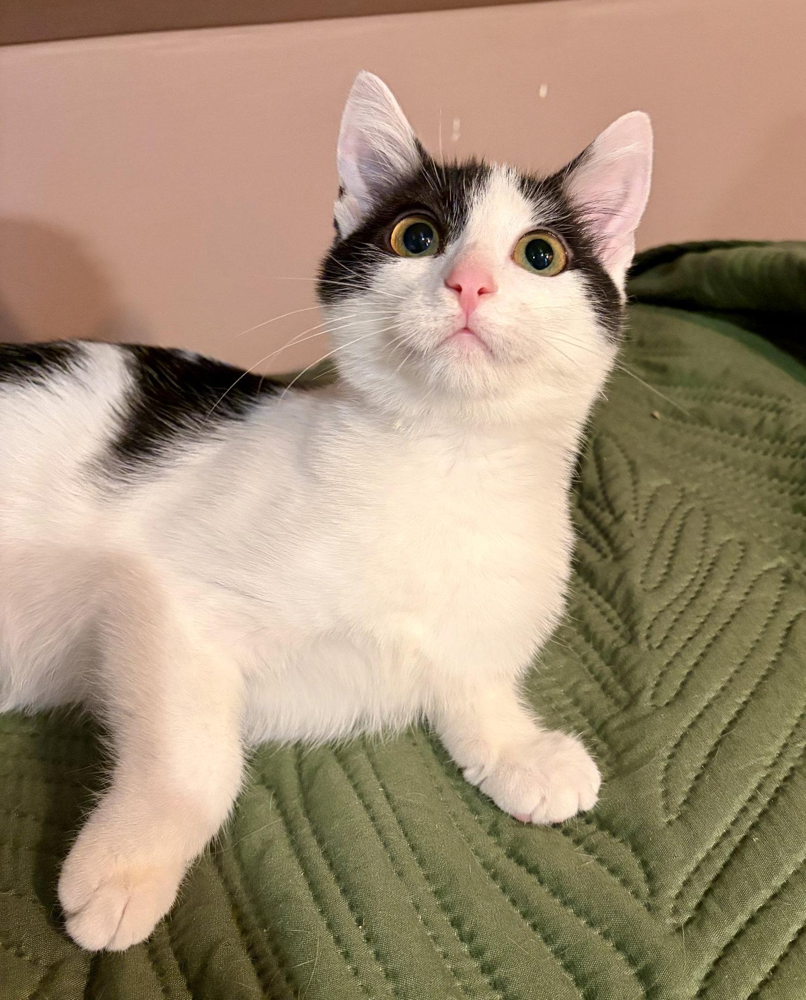 Mira, Adoptable, Kitten Female Domestic Short Hair.
