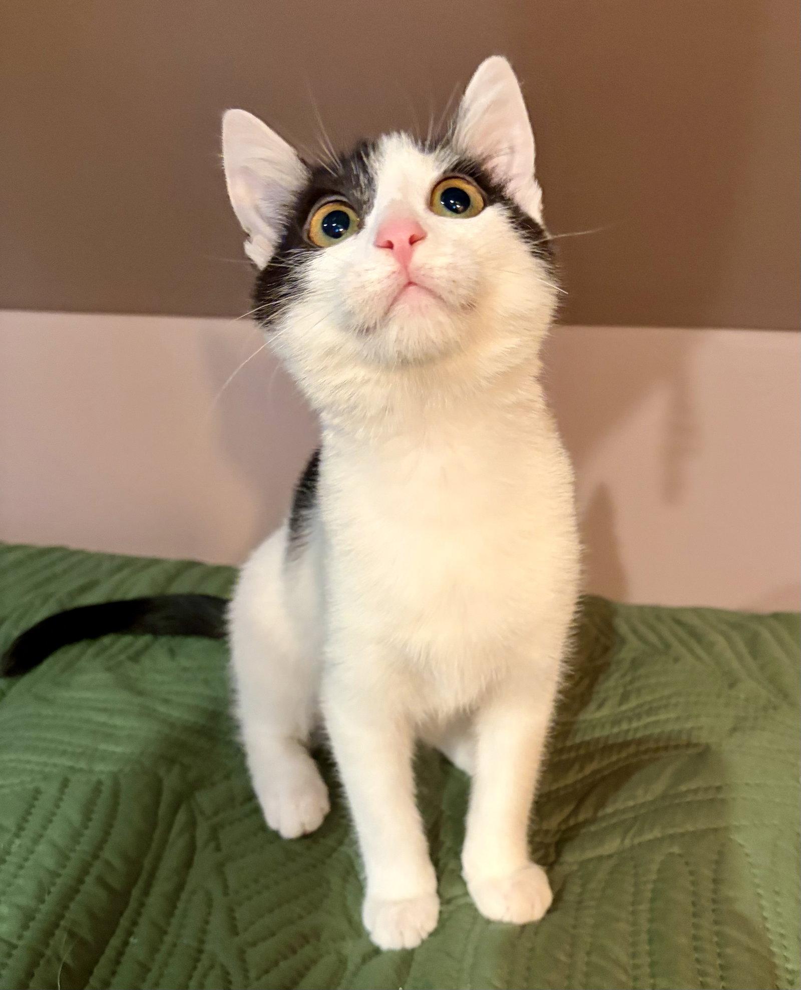 Enlarge Mira, a Adoptable Domestic Short Hair in Rootstown, OH image 2/2
