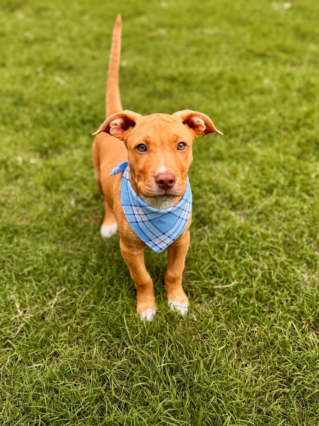 Charlie, a ADOPTABLE mixed breed in Alabaster, AL image 2/5
