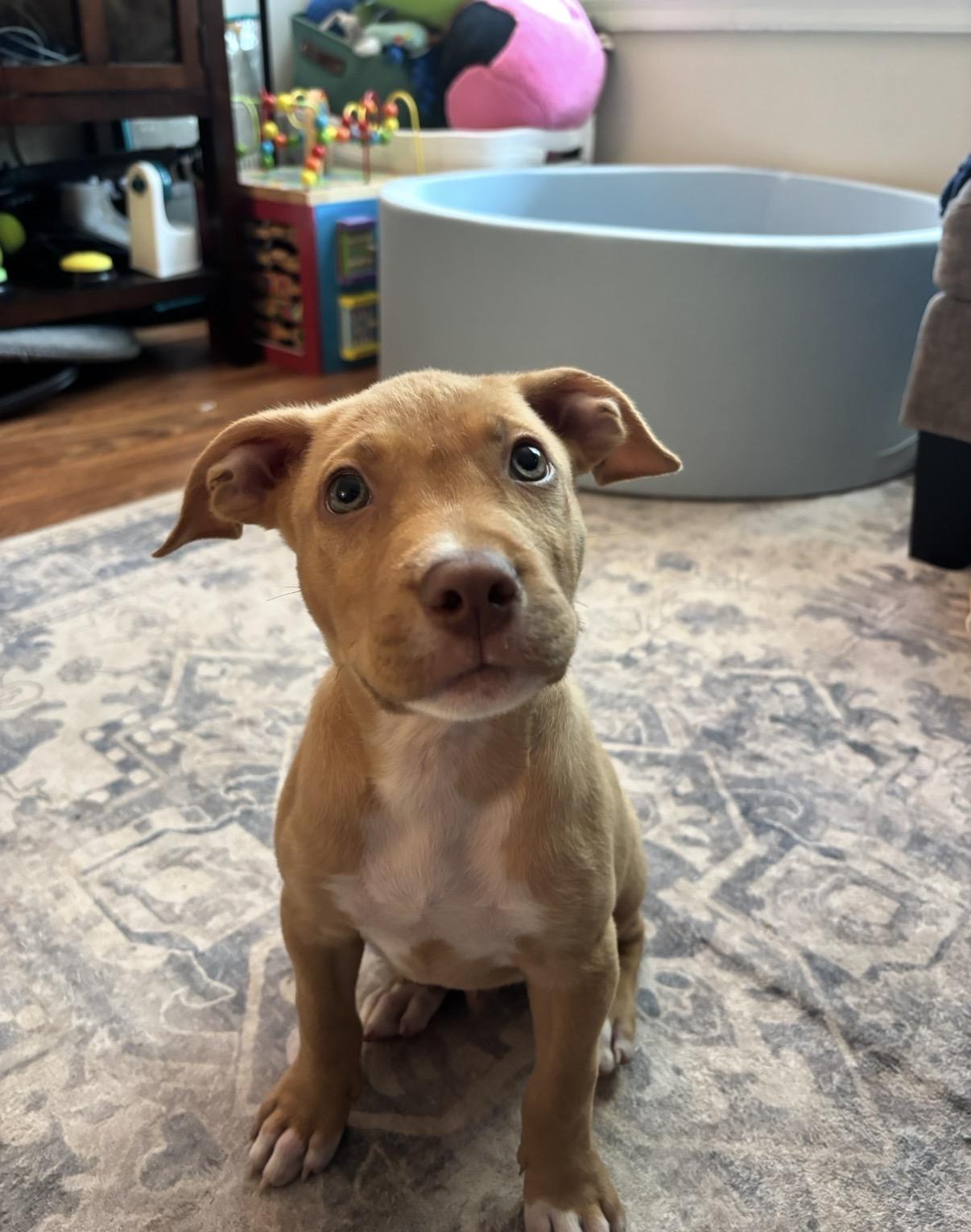 Charlie, a ADOPTABLE mixed breed in Alabaster, AL image 3/5