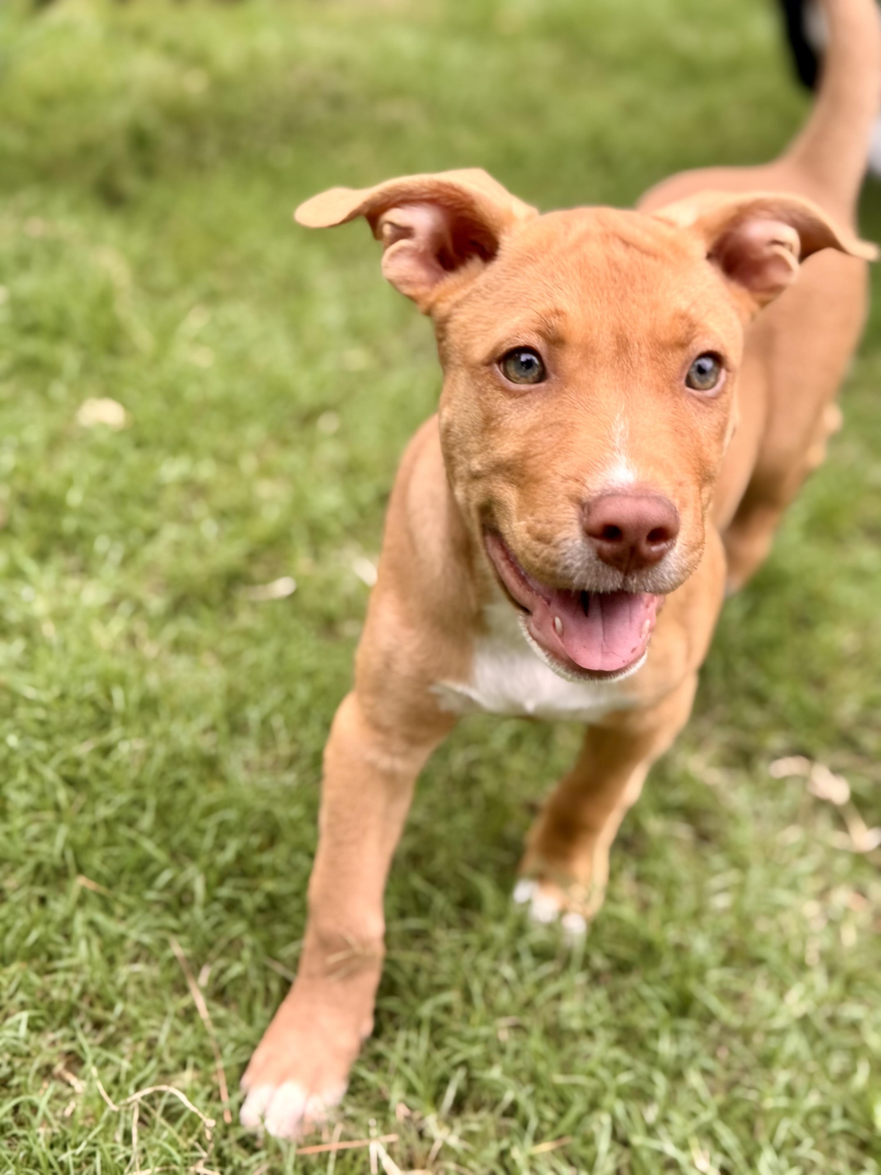 Charlie, a ADOPTABLE mixed breed in Alabaster, AL image 4/5