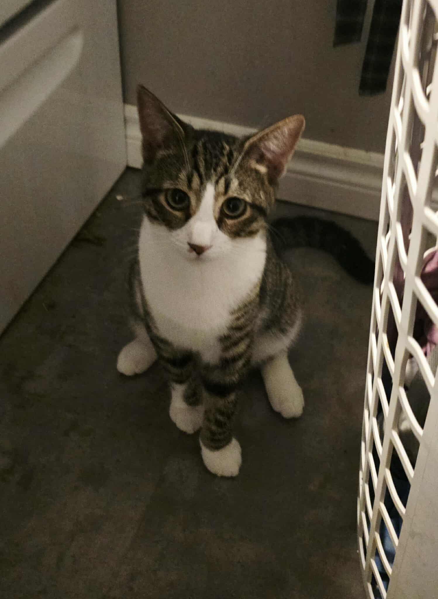 PEANUT