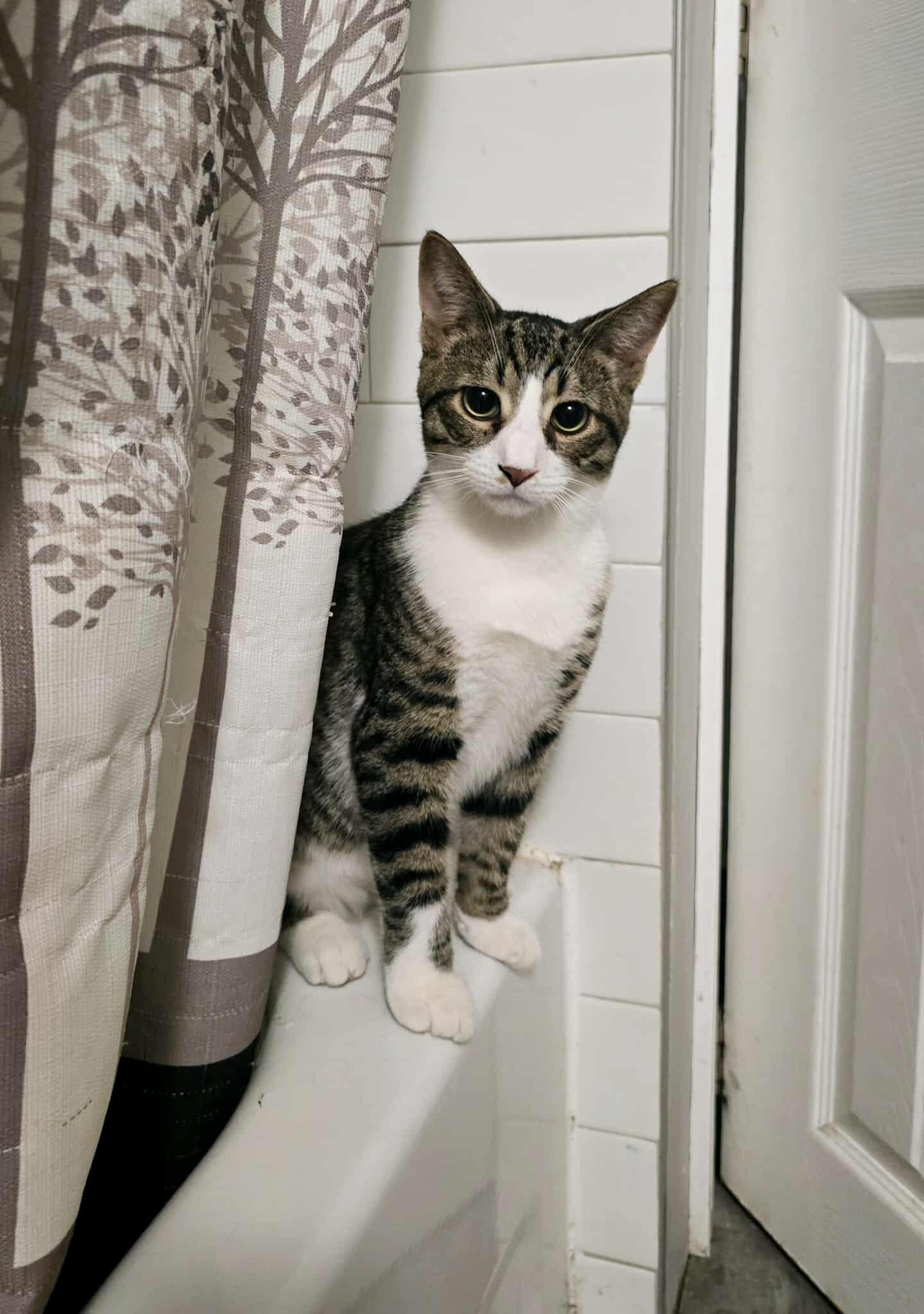 PEANUT